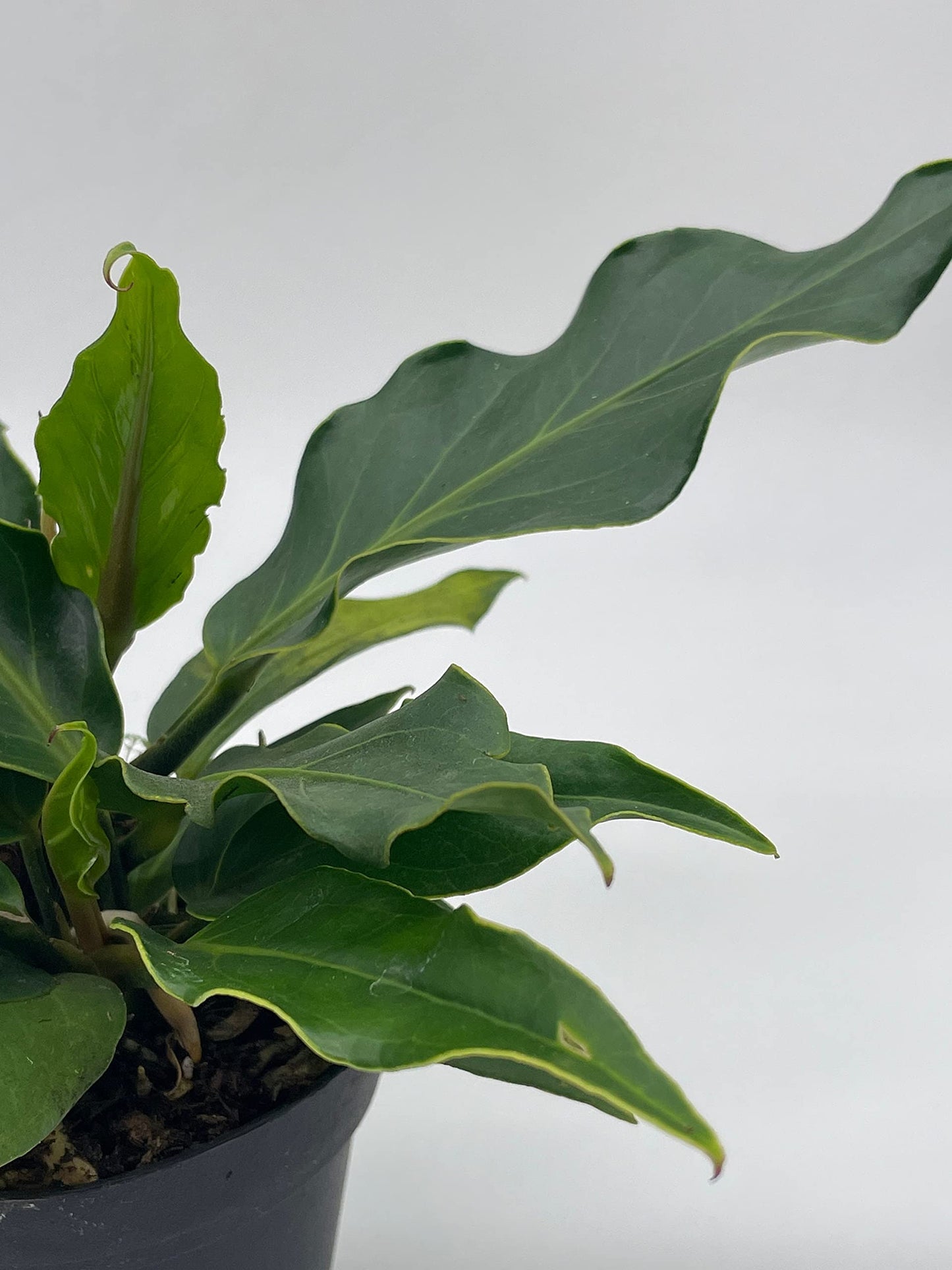 Anthurium Hookeri, Wave of Love, 4 inch Plowmanii Bird's nest