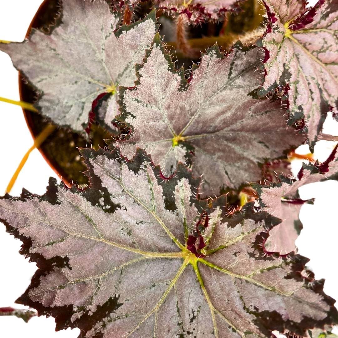 Harmony Foliage Begonia Sierra Silver Mist 4 inch Rhizomatous