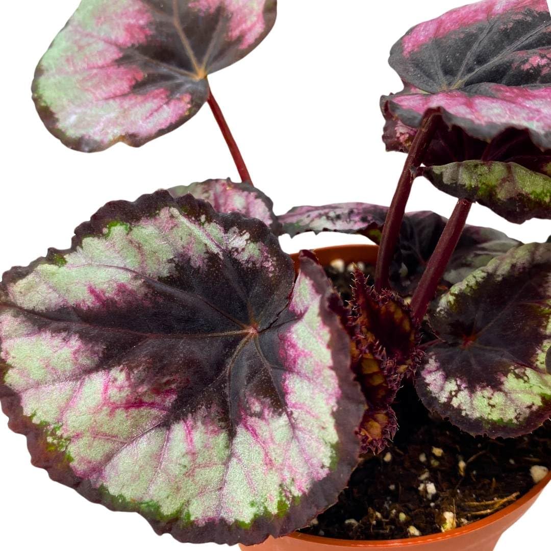 Harmony Foliage Begonia Rex Red Kiss 4 inch