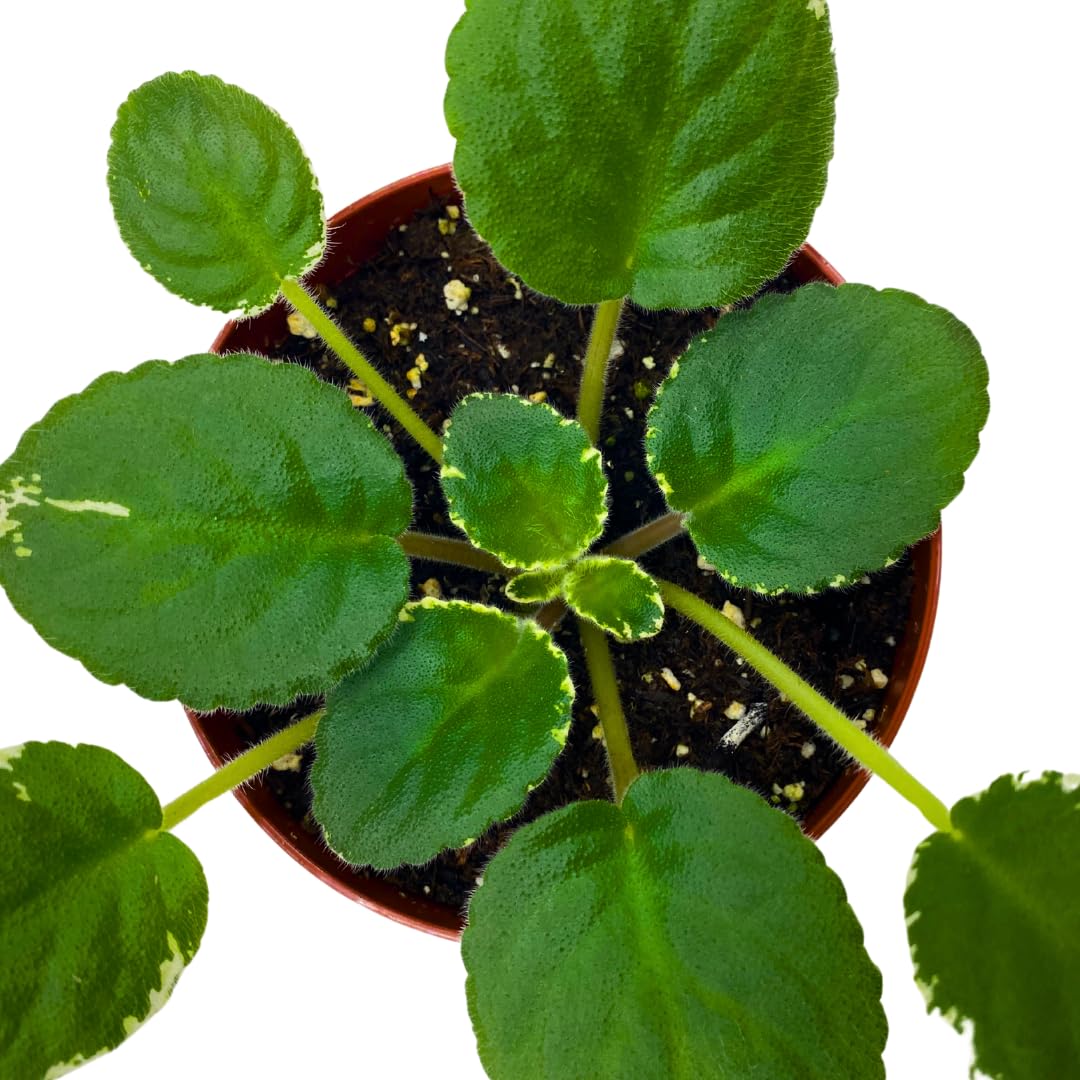 Harmony Foliage African Violet Hunter's Slippery When Wet 4 inch Pink Ruffle Flower