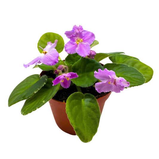 Harmony Foliage K's Lilac Infusion African Violet Saintpaulia 4 inch