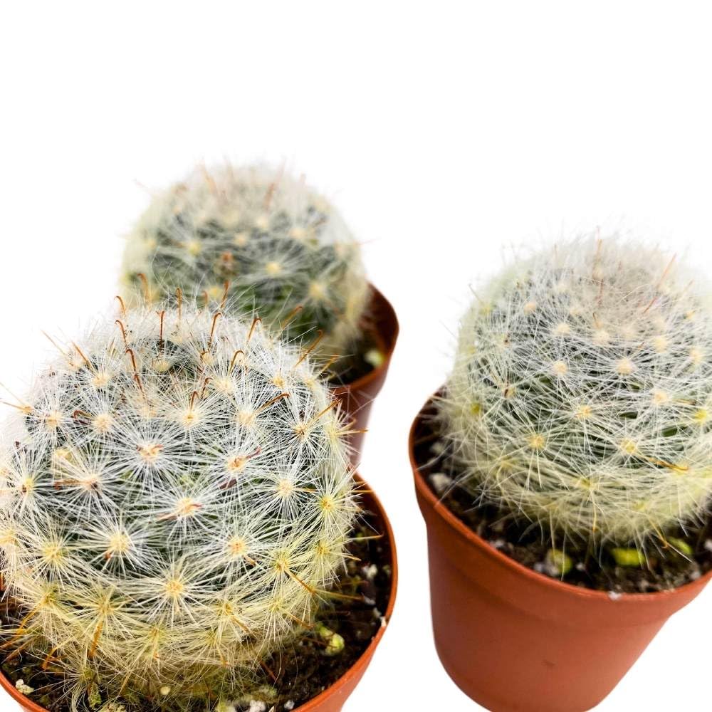 Powder Puff Cactus 2 inch Set of 3 Mammillaria bocasana White Yellow Crown of Flowers Tiny Mini Pixie Plants