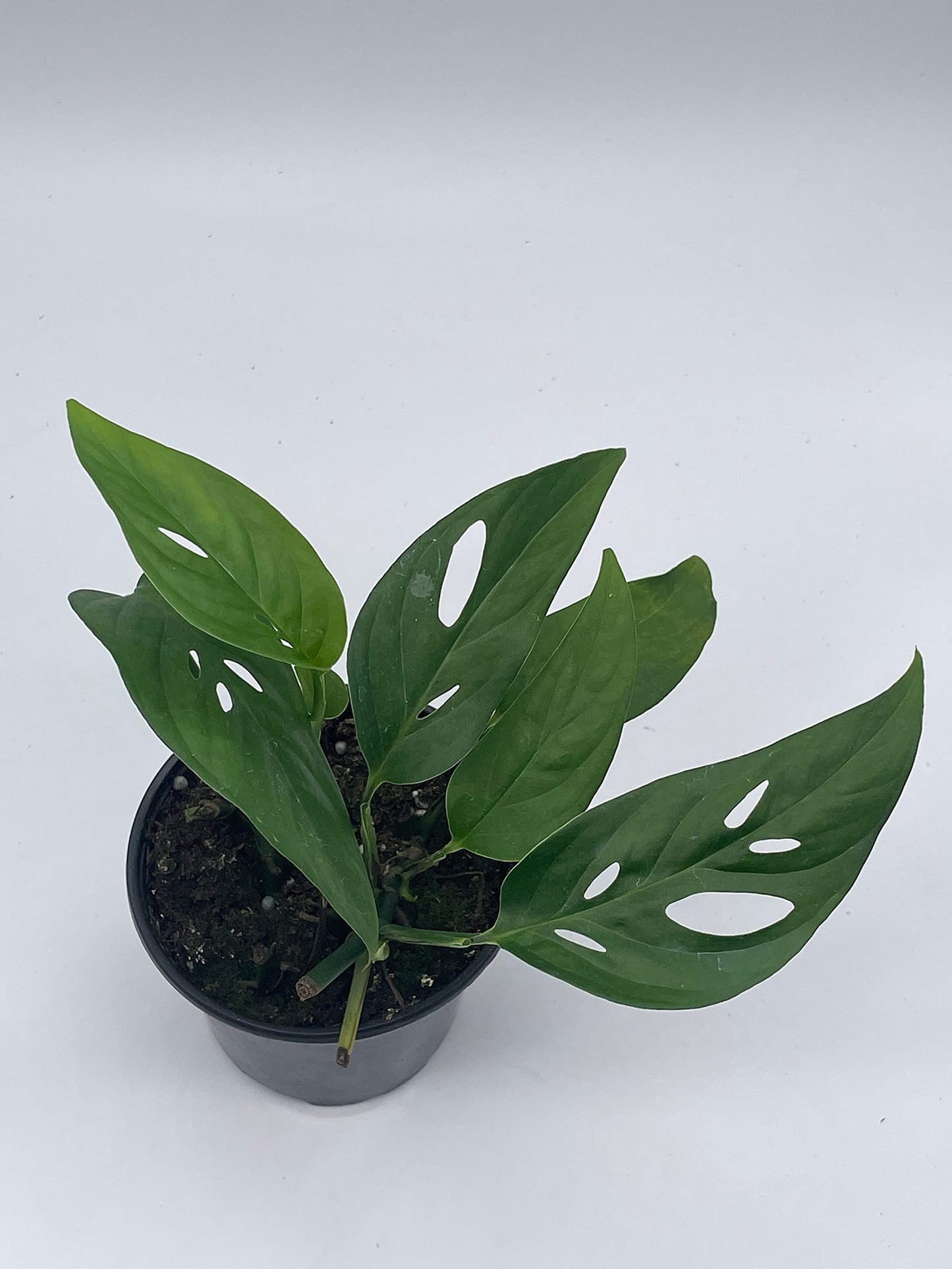 Monstera Adansonii Narrow, 4 inch, Swiss Cheese, Narrow-Leaved