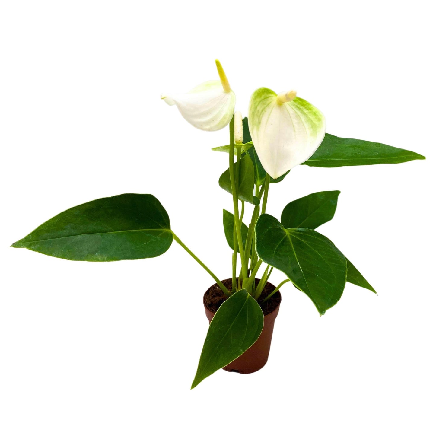 BubbleBlooms Anthurium White Champion 2 inch White Flower