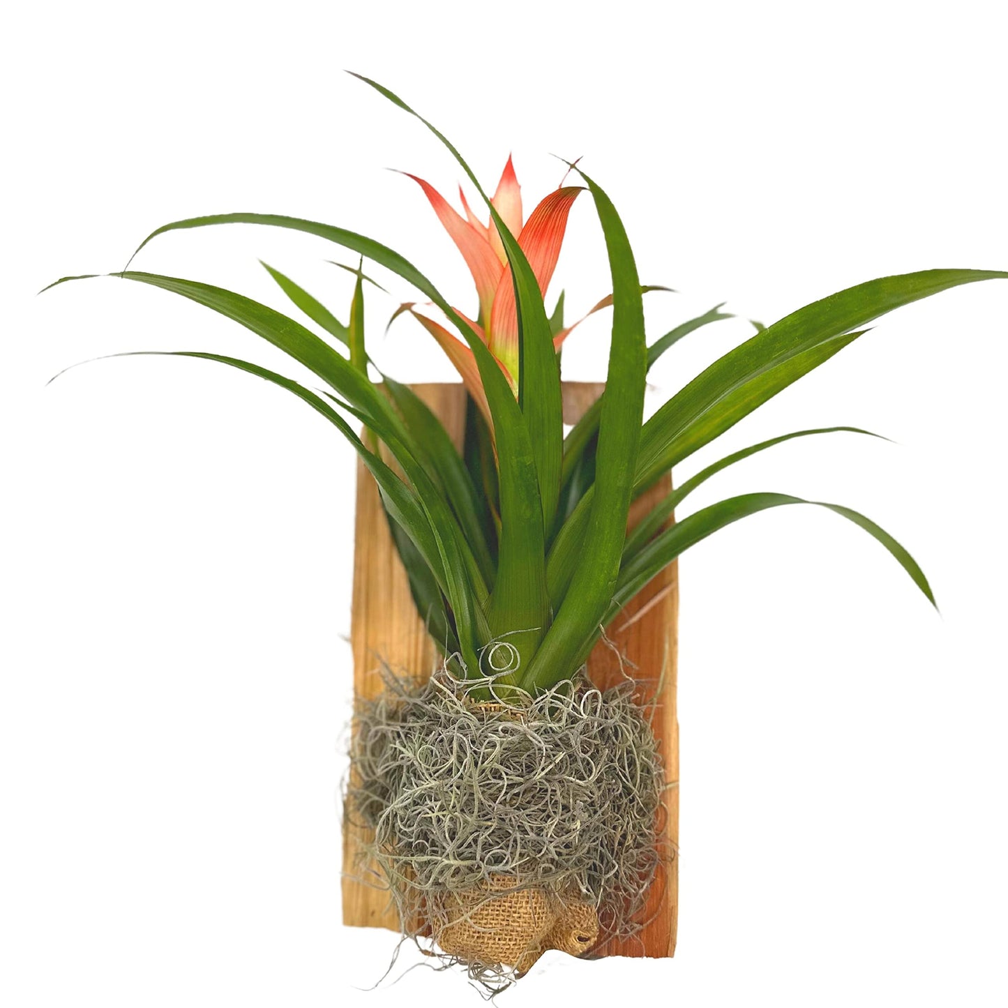 Bromeliad Plaque, Flowering Plant on Cedar Wood Sculpture, Mounted with Moss