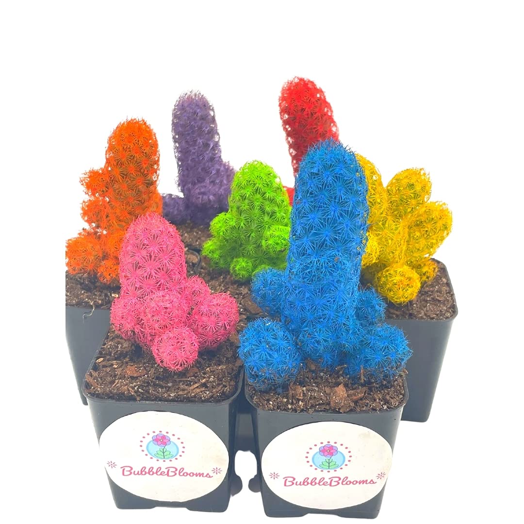 Colored Cactus/Desert Gem/Painted Dyed Blue/Red/Purple/Yellow/Pink/Green, Orange Cactus Rainbow Cactus (Yellow)