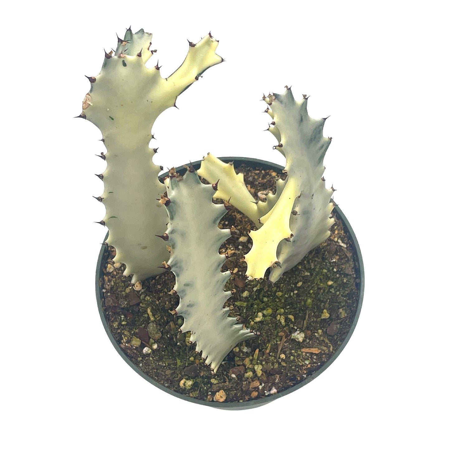 Ghost Variegated Euphorbia Trigona, White African Milk Tree, Extremely Rare All Albino Variegation