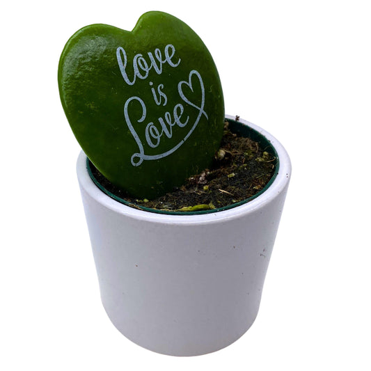 Hoya Kerri Heart with Painted Message, Decorative Green Kerrii Heart, Sweet Message in 2 inch Pot