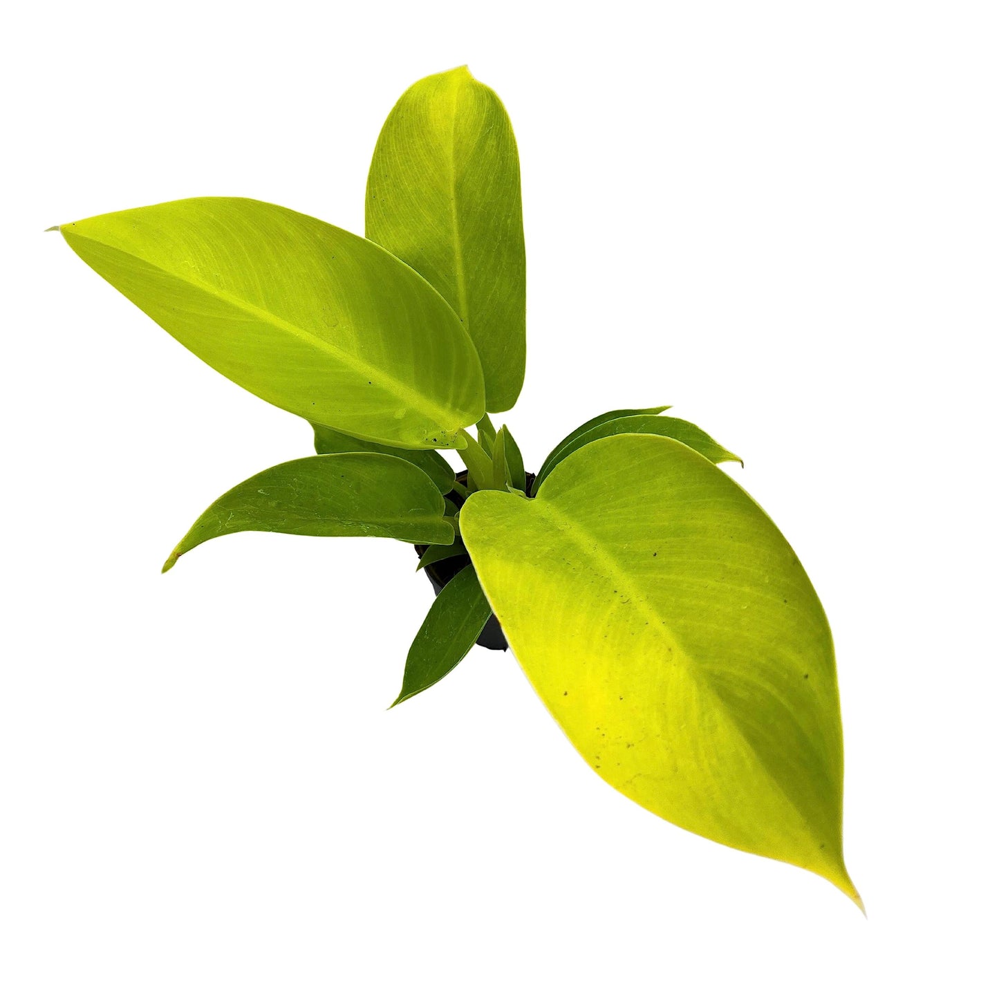 BubbleBlooms Philodendron Moonlight, Philodendron Hederaceum in 2 inch Pot