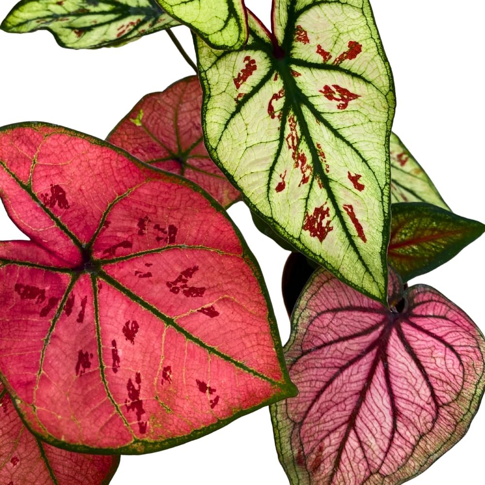 BubbleBlooms Caladium Assortment in 2 inch Pots Set of 3
