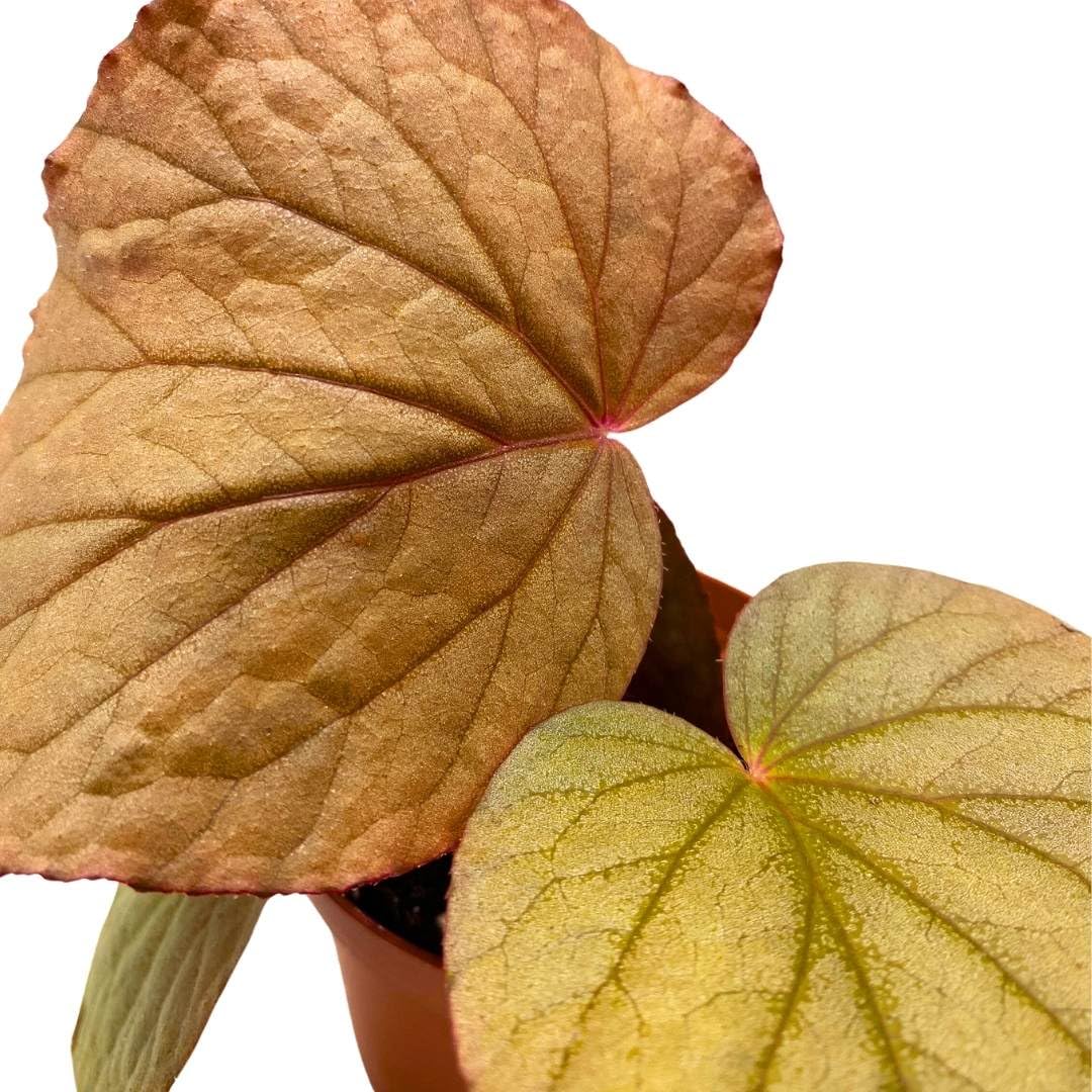 Harmony Foliage Begonia U508 4 inch Rhizomatous