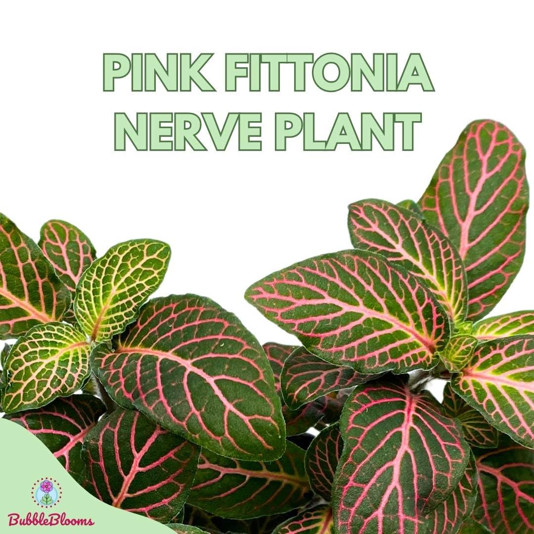 Pink Crinkle Frankie Fittonia Albivenis Nerve Plant, 4 inch, Silver Net Leaf, Mosaic Jewel Creeping Indoor Plant Argyroneura