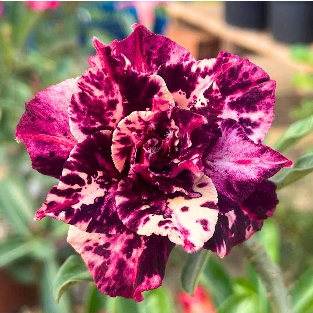 BubbleBlooms Desert Rose 940 Vietnam 5 inch Pot Purple and White Speckled Variegated Exotic Rare Flower