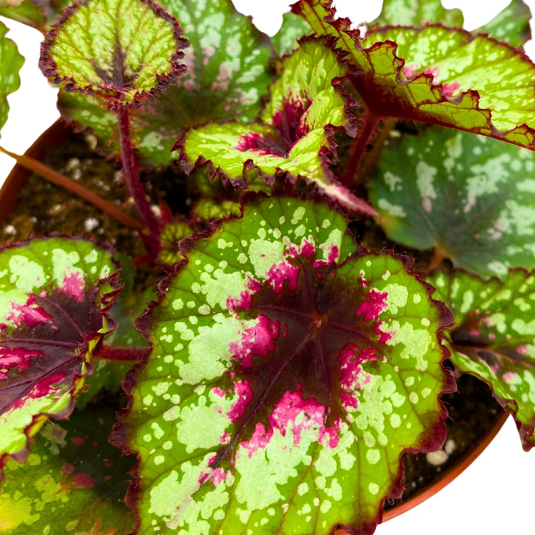 Harmony Foliage Harmony's Heart and Soul Begonia Rex 6 inch Red Green White