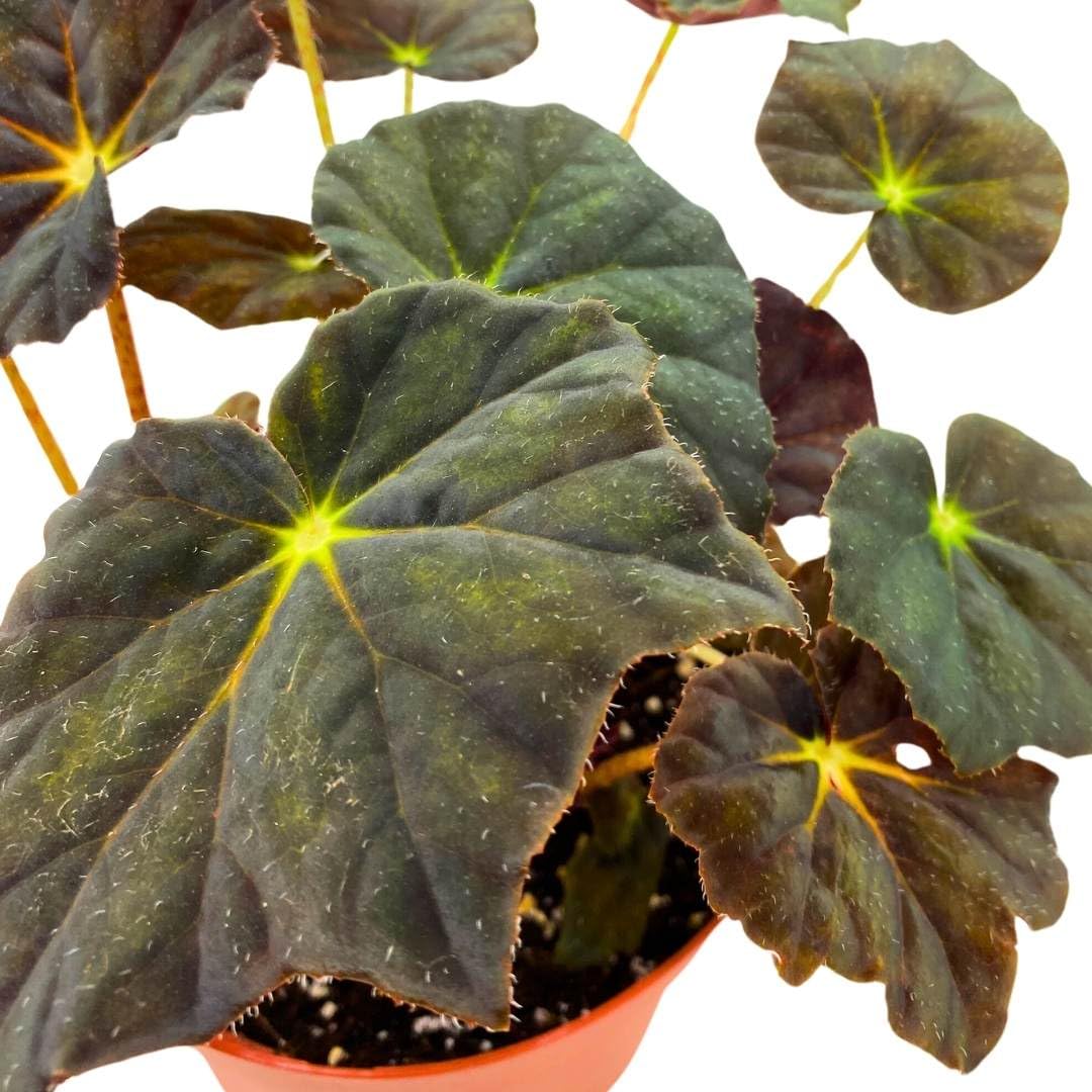 Harmony Foliage Begonia Joe Hayden Rhizomatous 6 inch