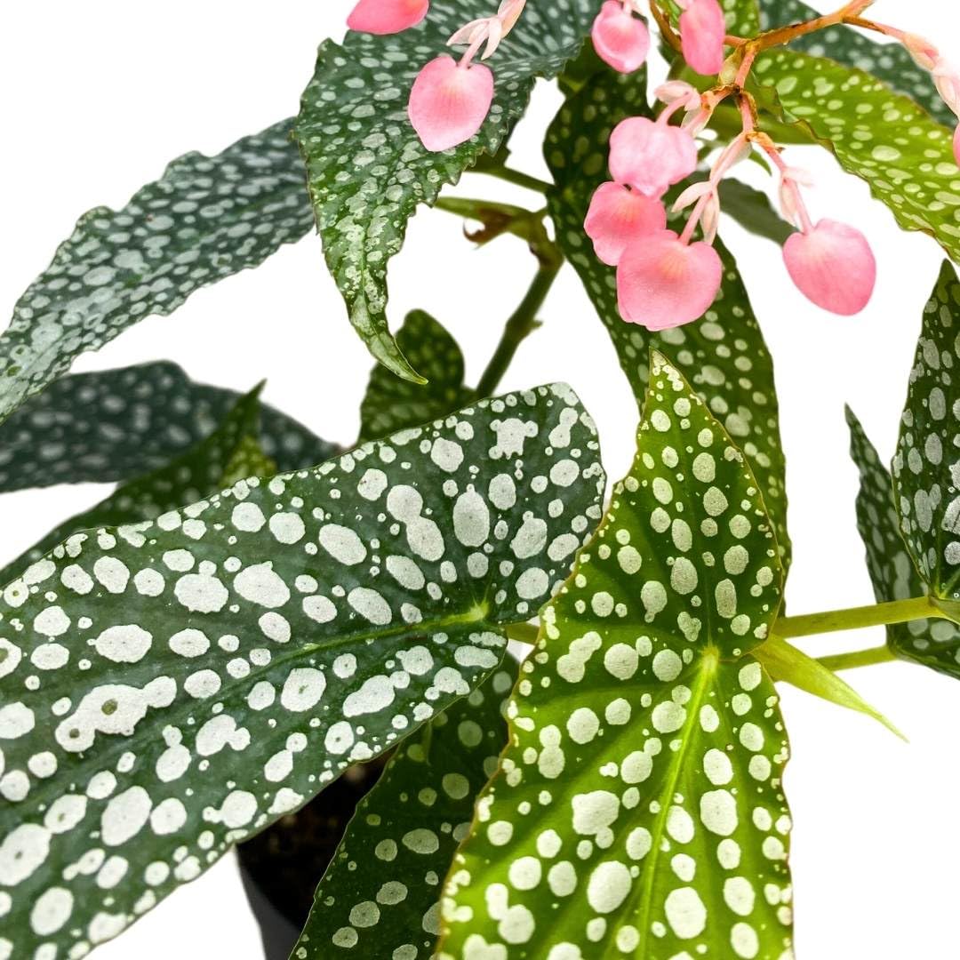 Harmony Foliage Angel Wing Cane Begonia Double Dot 4 inch