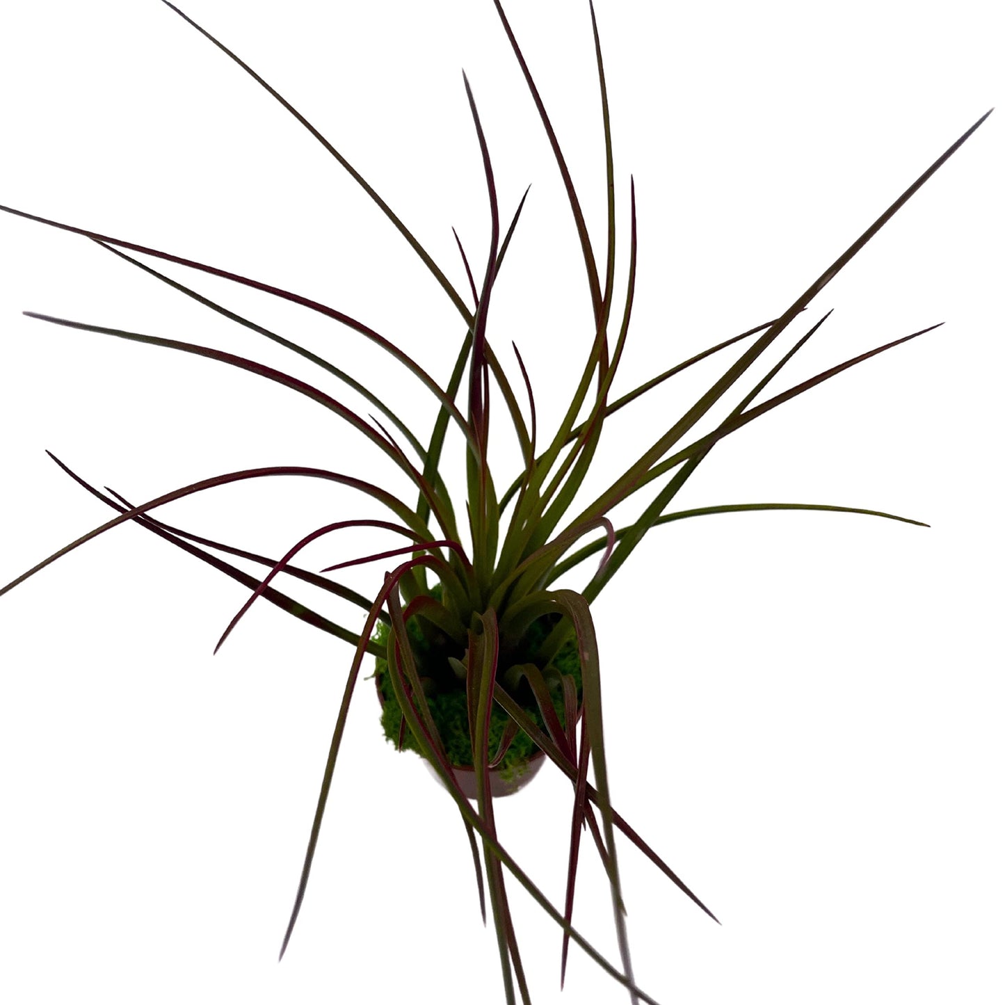 Mini Tillandsia Airplant Rooted in a 2 inch Pot with Green Moss Tiny Mini Pixie Plant