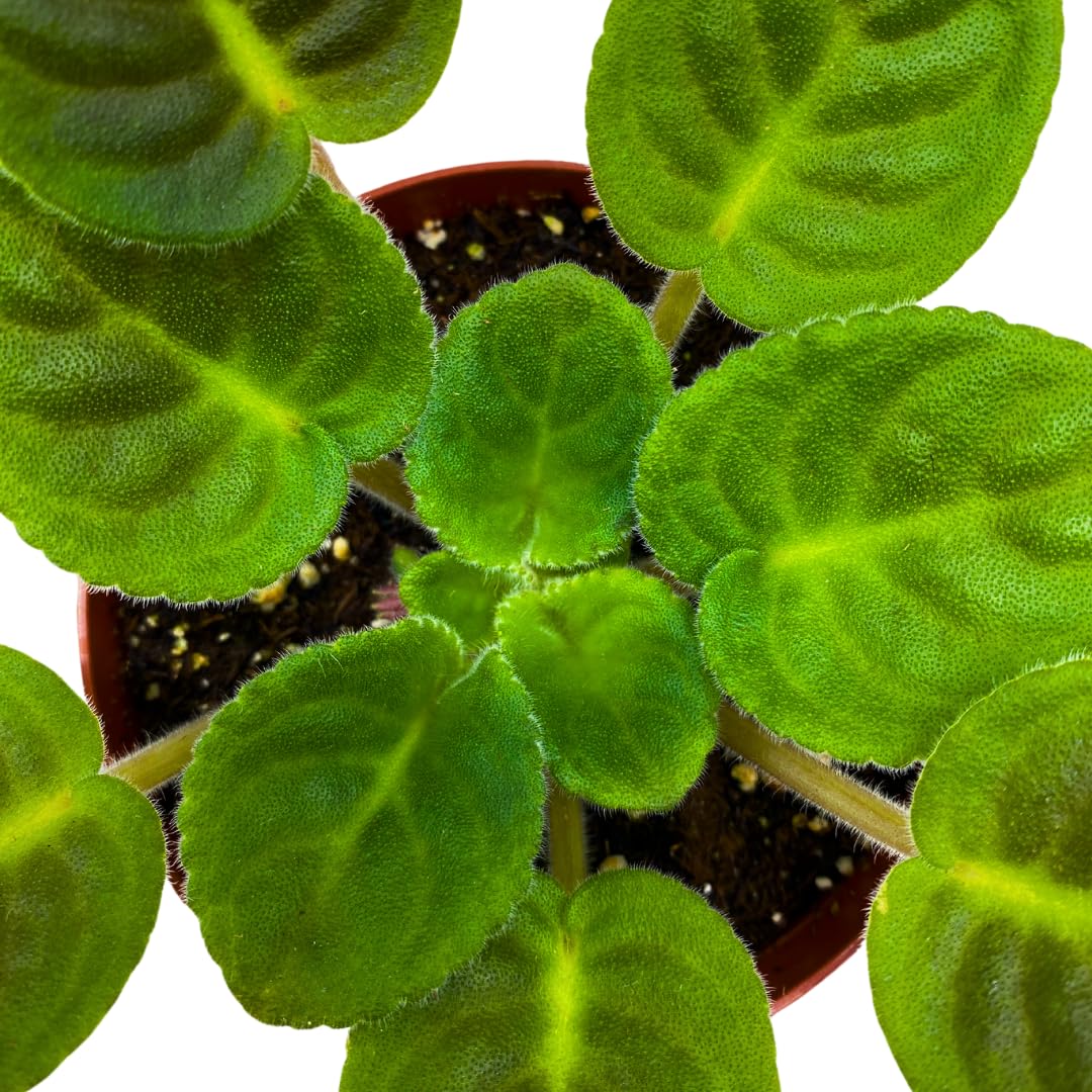 Harmony Foliage African Violet RS Serpentine 4 inch Pink Flower