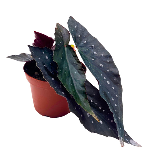 Harmony Foliage Harmony's Dark Sorcery Angel Wing Begonia 4 inch