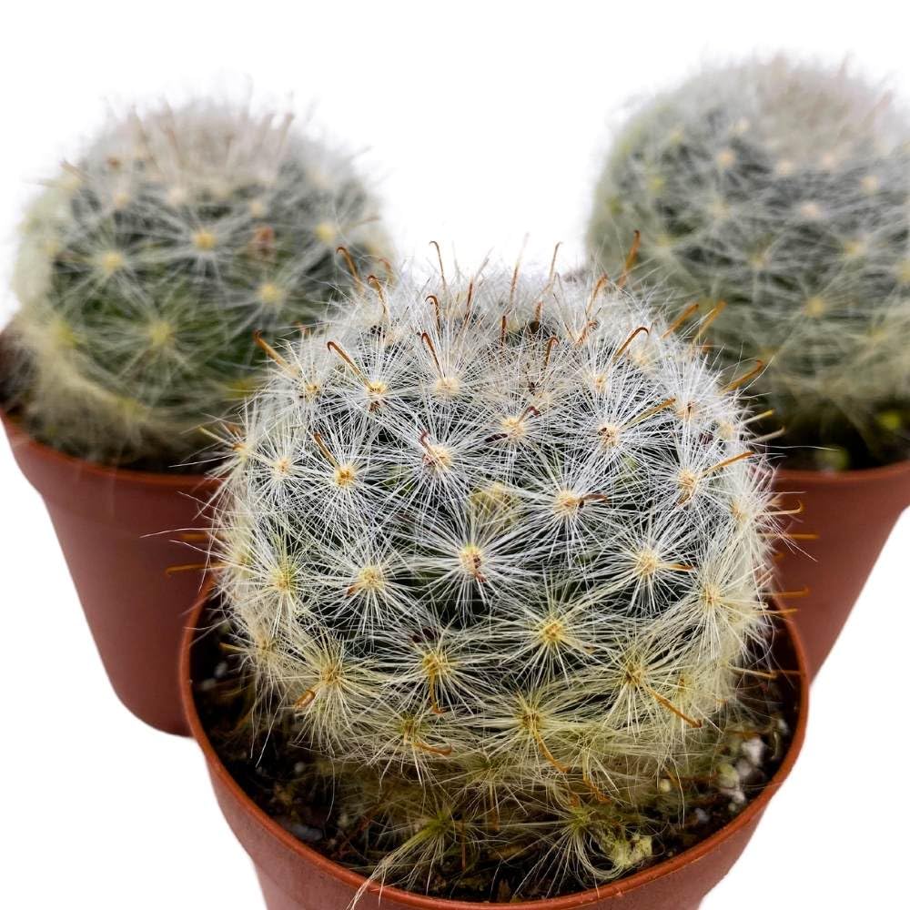 Powder Puff Cactus 2 inch Set of 3 Mammillaria bocasana White Yellow Crown of Flowers Tiny Mini Pixie Plants