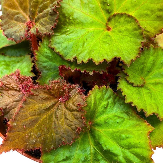 Harmony's Midnight Magic, 4 inch, Begonia rex Brown Green Spiral Leaves