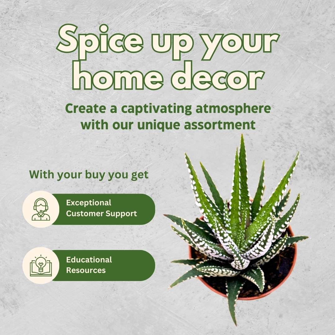 BubbleBlooms Haworthia Zebra Haworthiopsis attenuata - Thumbnail 4