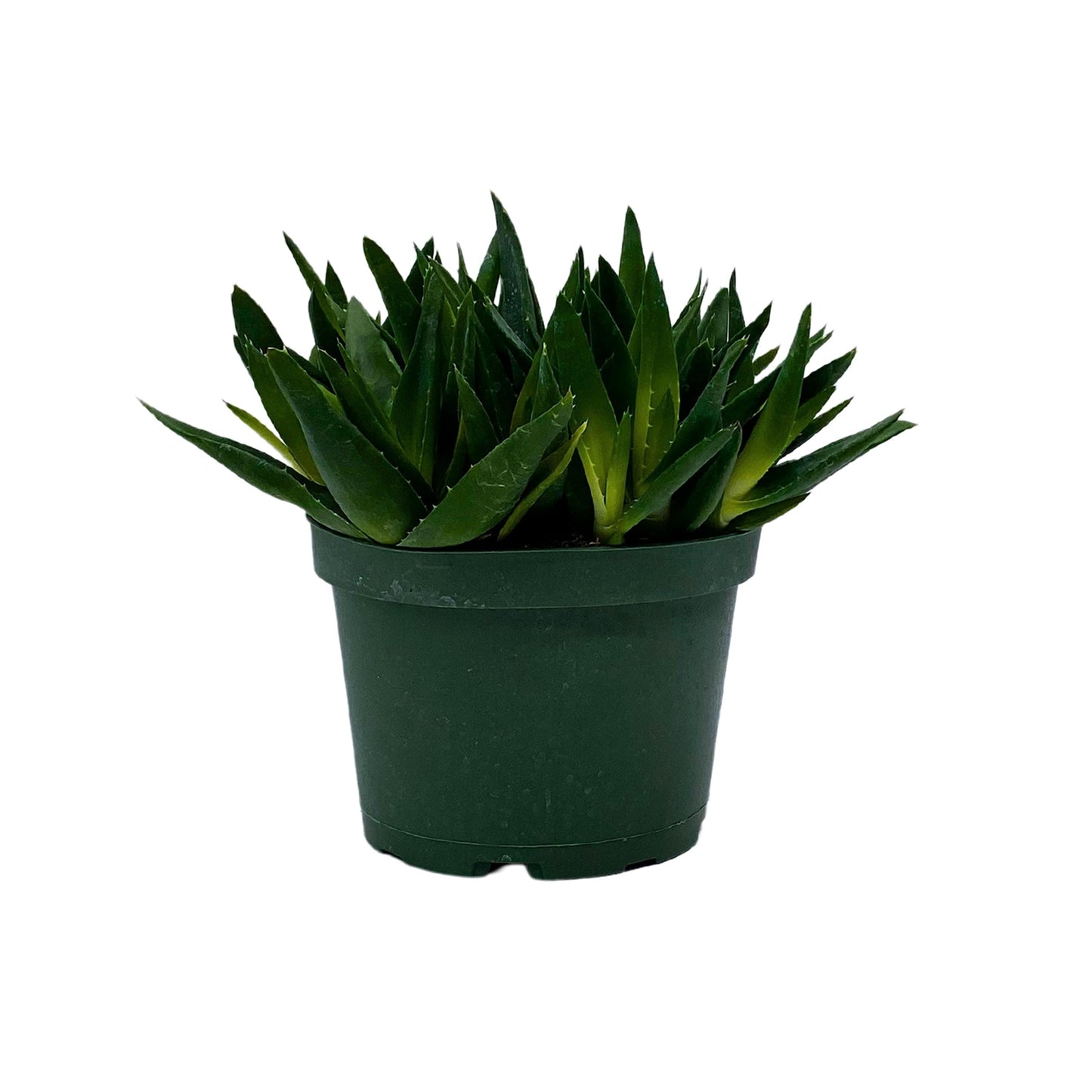 Aloe Black Gem, Carrion Plant, or Starfish Flower Plant in 6 inch Pot