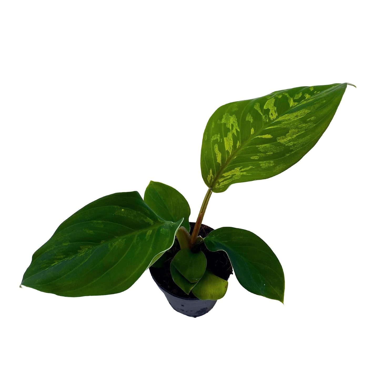 BubbleBlooms Homalomena Camouflage in a 2 inch Pot