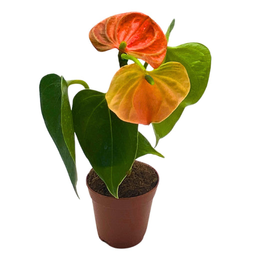 BubbleBlooms Anthurium Orange Champion 2 inch Orange Flower