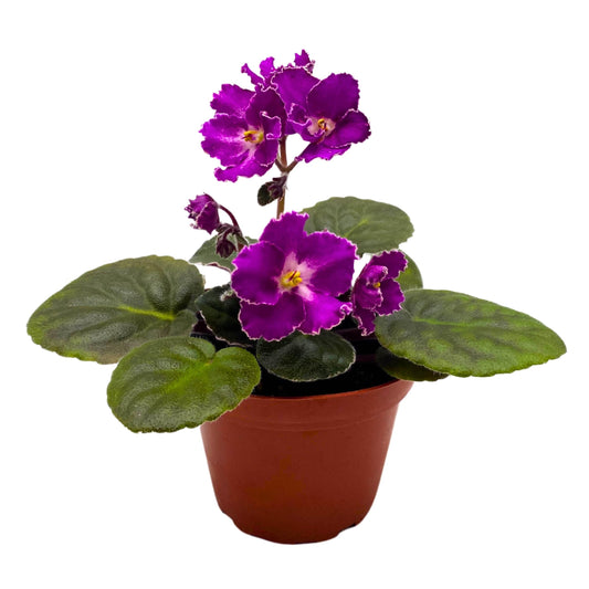 Harmony Foliage Buckeye Let's Roll African Violet Saintpaulia 4 inch