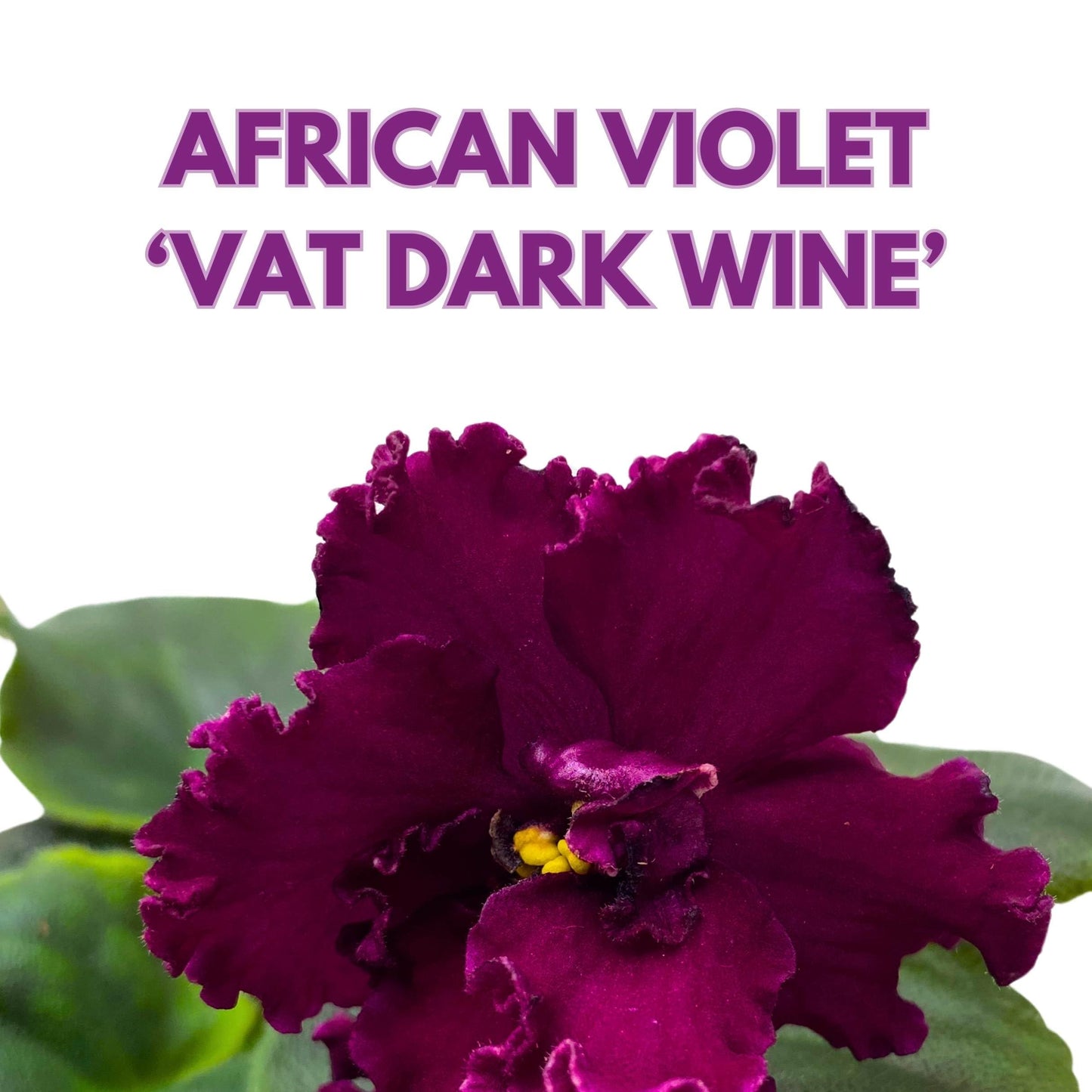 Harmony Foliage VaT Dark Wine African Violet Saintpaulia 4 inch