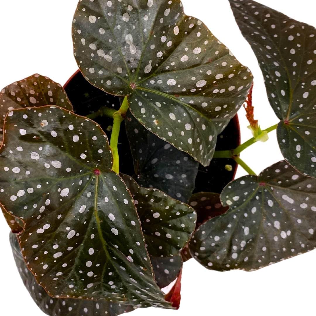 Harmony Foliage Angel Wing Cane Begonia Harmony's Fantasy Girl 6 inch