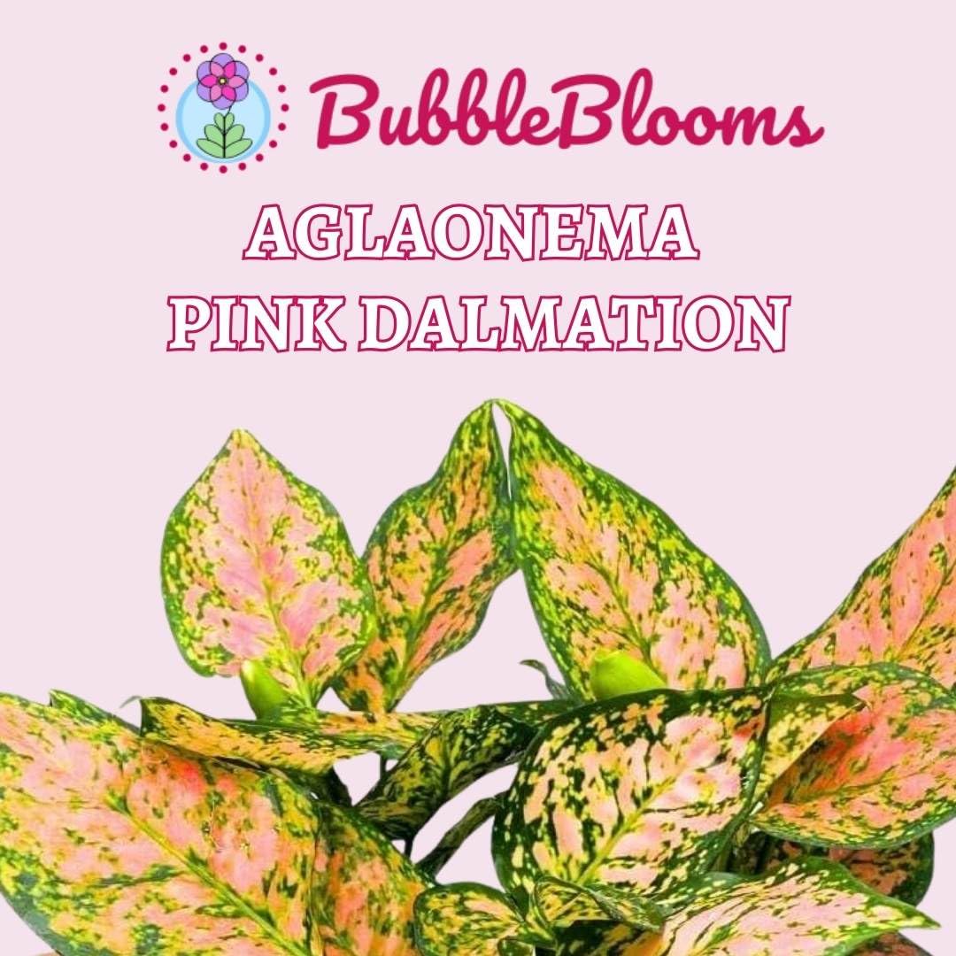 Aglaonema Pink Dalmatian 6 inch Chinese Evergreen Pink Beauty Lady Valentine