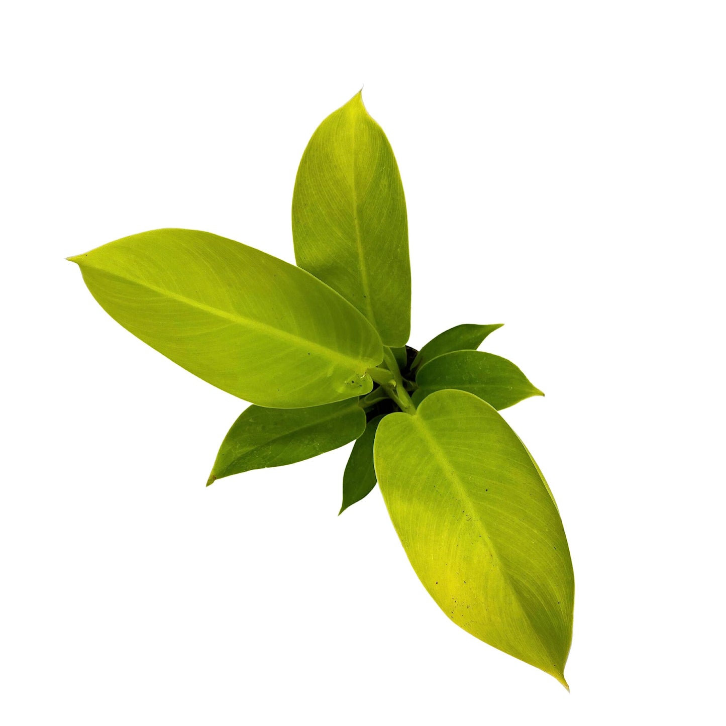 BubbleBlooms Philodendron Moonlight, Philodendron Hederaceum in 2 inch Pot