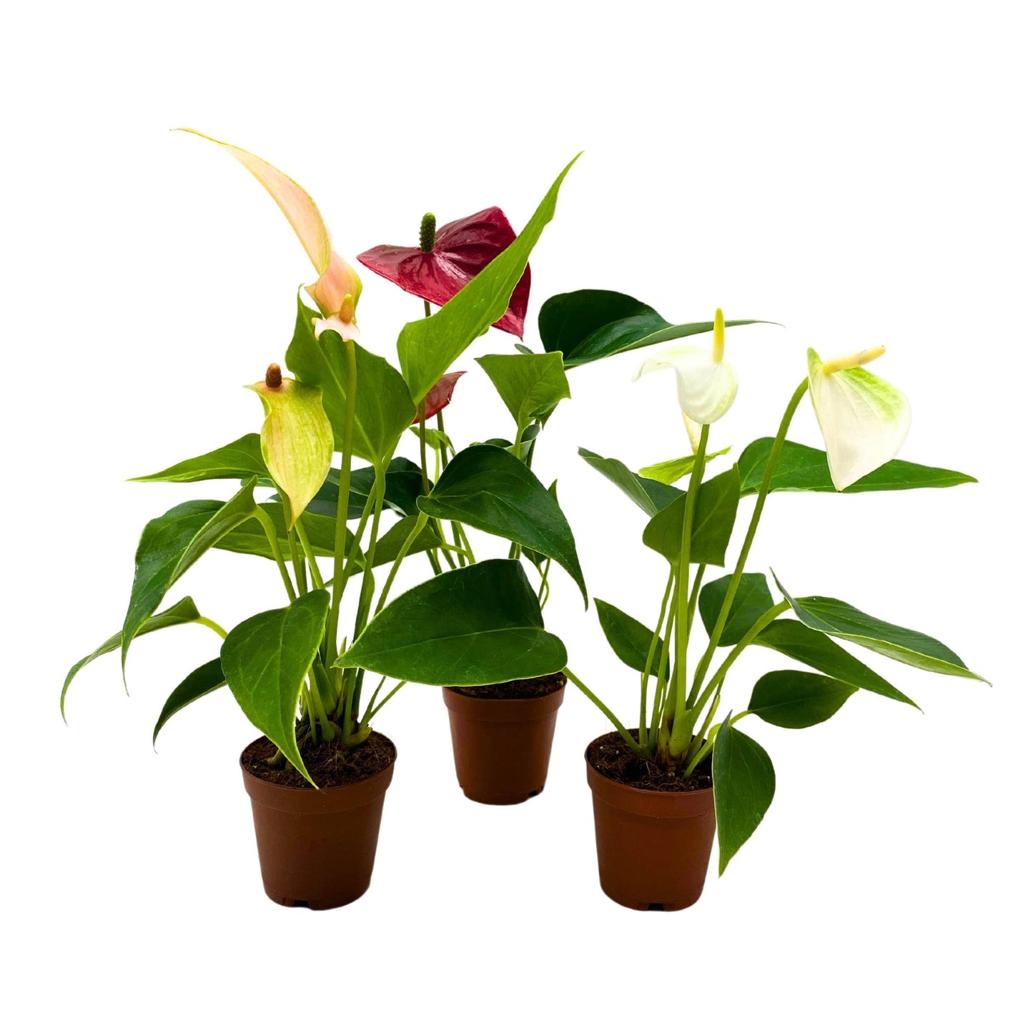 BubbleBlooms Anthurium Assortment 2 inch Set of 3