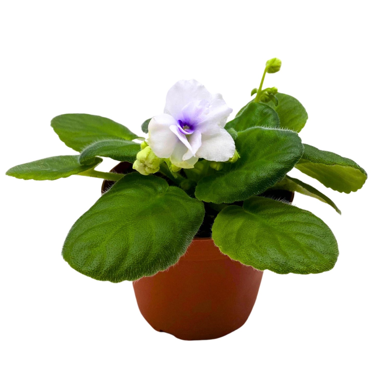 Harmony Foliage Cheyenne African Violet Saintpaulia 4 inch