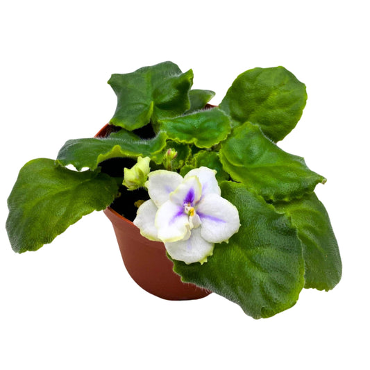 Harmony Foliage Hunter's North Star African Violet Variegated Flower 4 inch