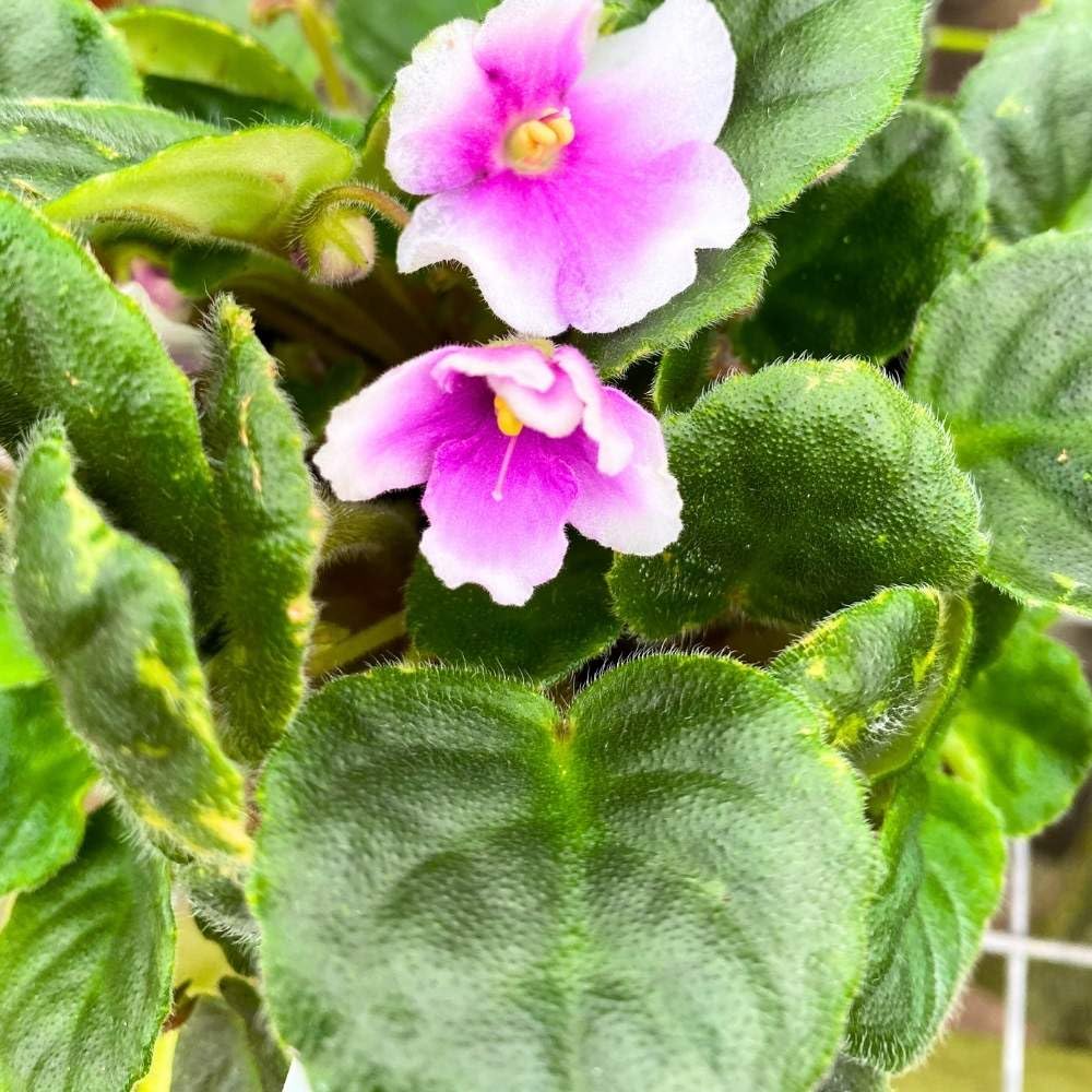 BE Phnom Penh African Violet, 4 inch, Gesneriad Purple Flower White Edge Albomarginata Variegated