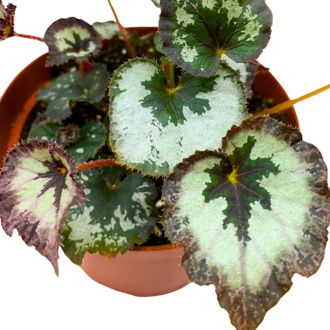 Harmony Foliage Harmony's Chocolate Icicles Begonia Rex 6 inch White Brown