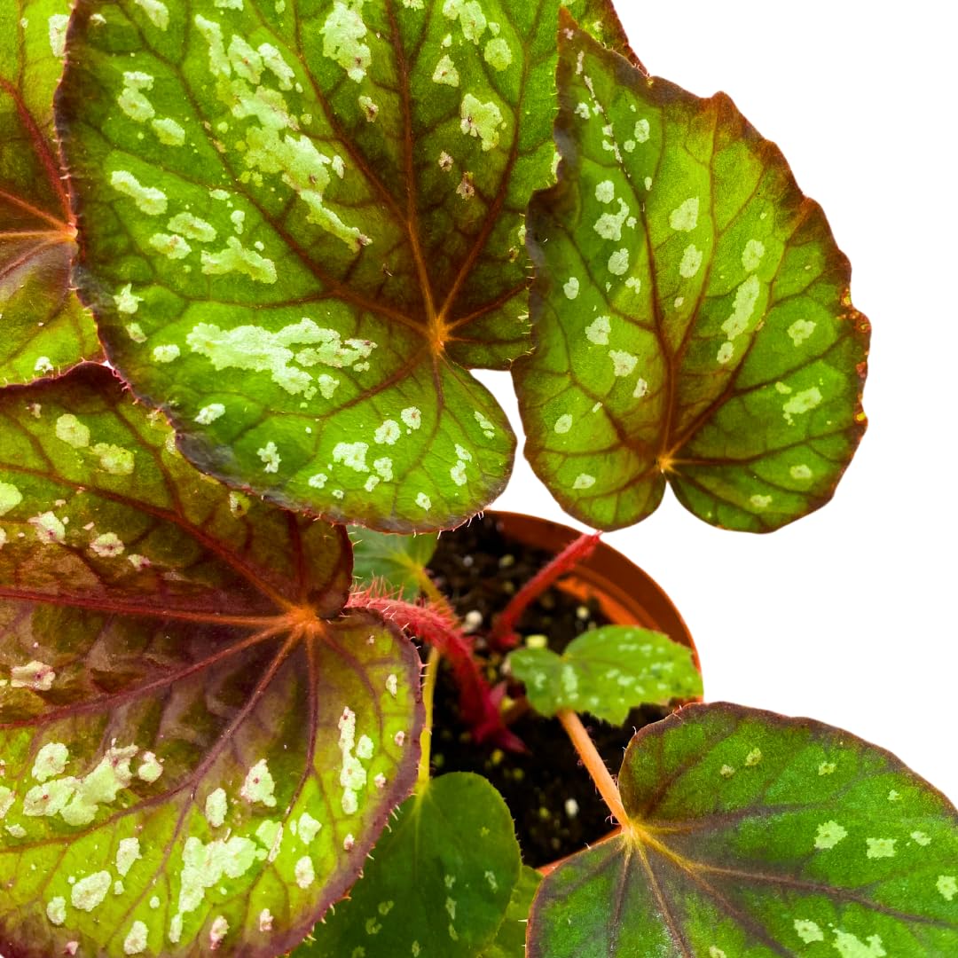 Harmony Foliage Helen Lewis Begonia Rex 4 inch Red Green White