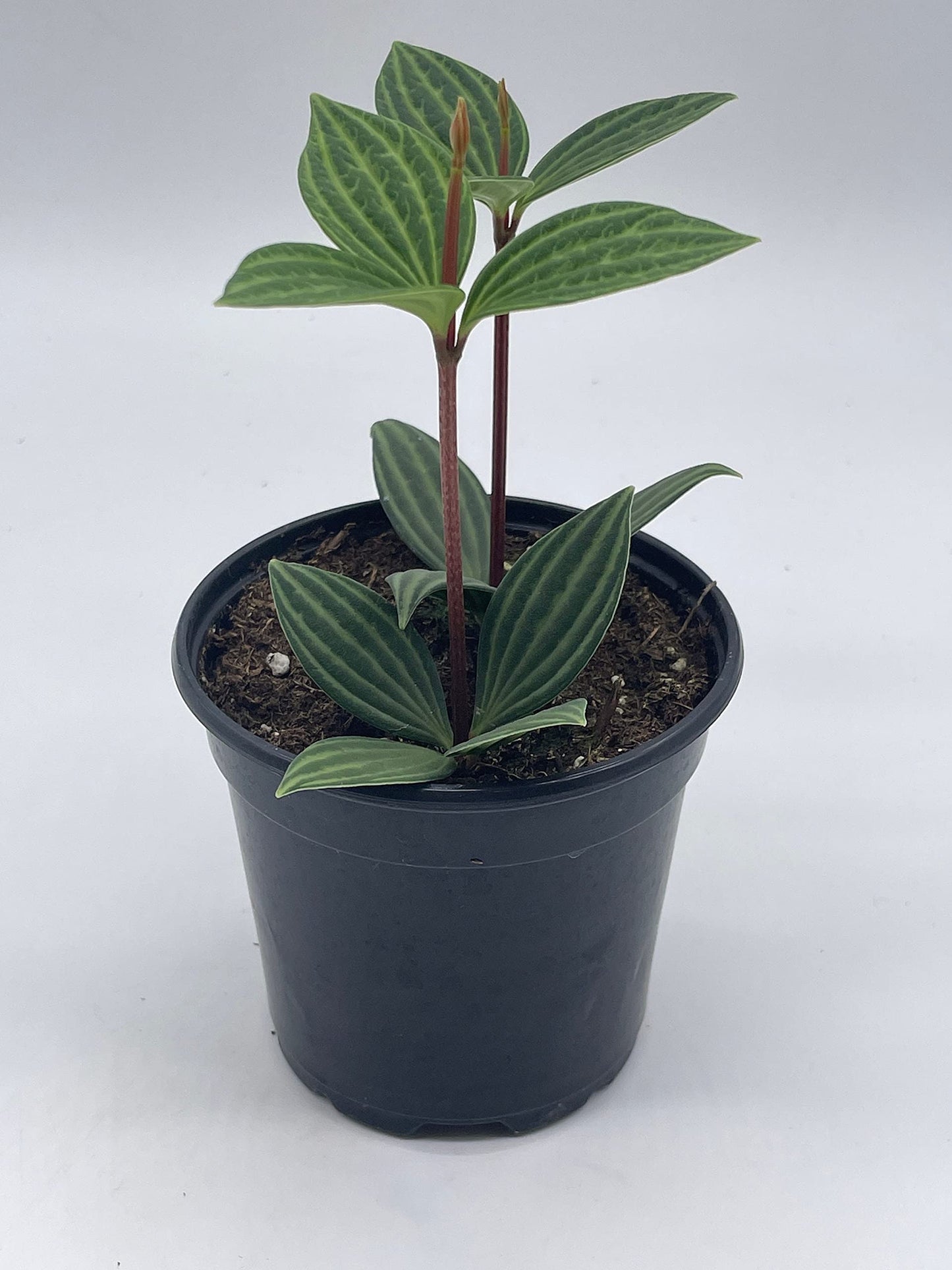 Peperomia Puteolata, 4 inch, Stilt Peperomia, Parallel Peperomia