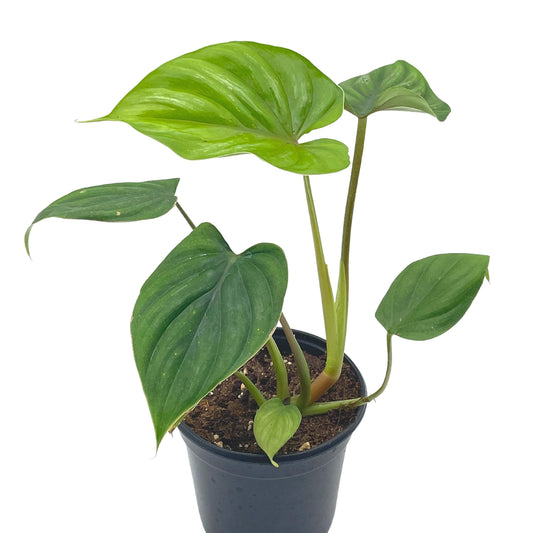 Philodendron Plowmanii, 4 inch, Rare Philo