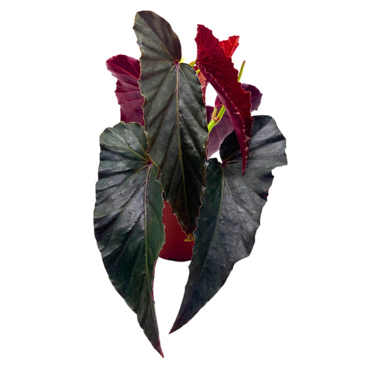 Harmony Foliage Harmony's Slither Angel Wing Begonia 4 inch