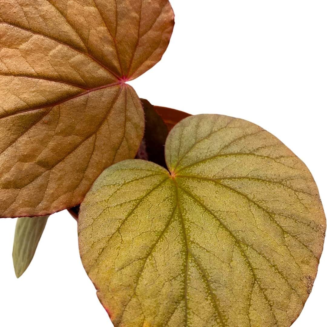 Harmony Foliage Begonia U508 4 inch Rhizomatous