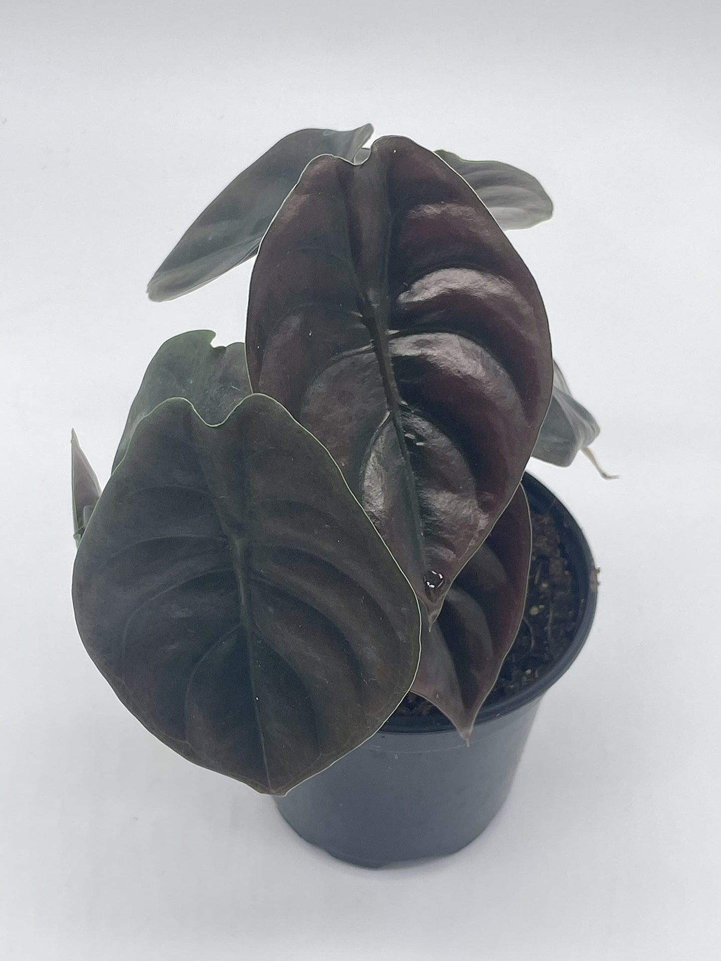 Alocasia Cuprea, Jewel Alocasia, Red Secret, 4 inch, Mirror Plant, Rare