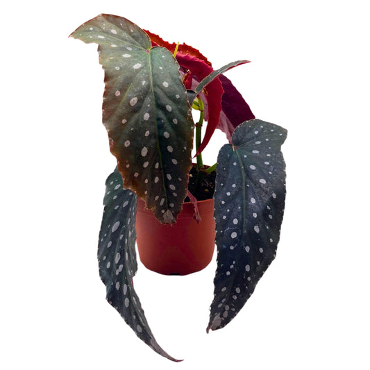 Harmony Foliage Harmony's Vixen Angel Wing Begonia 4 inch