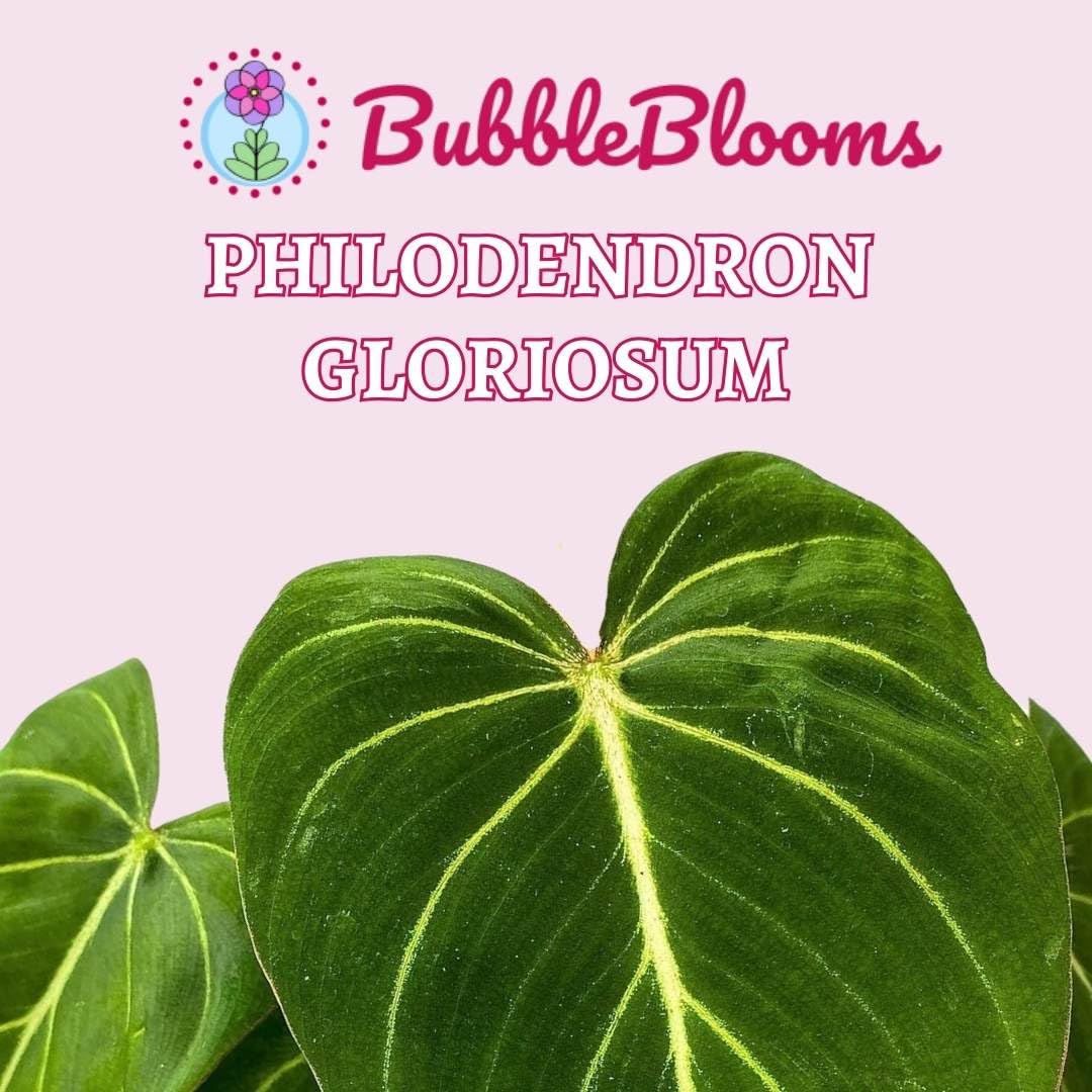 philodendron gloriosum near me BubbleBlooms Philodendron Gloriosum in a 4 inch Pot, Velvet Philodendr – Florida House Plants