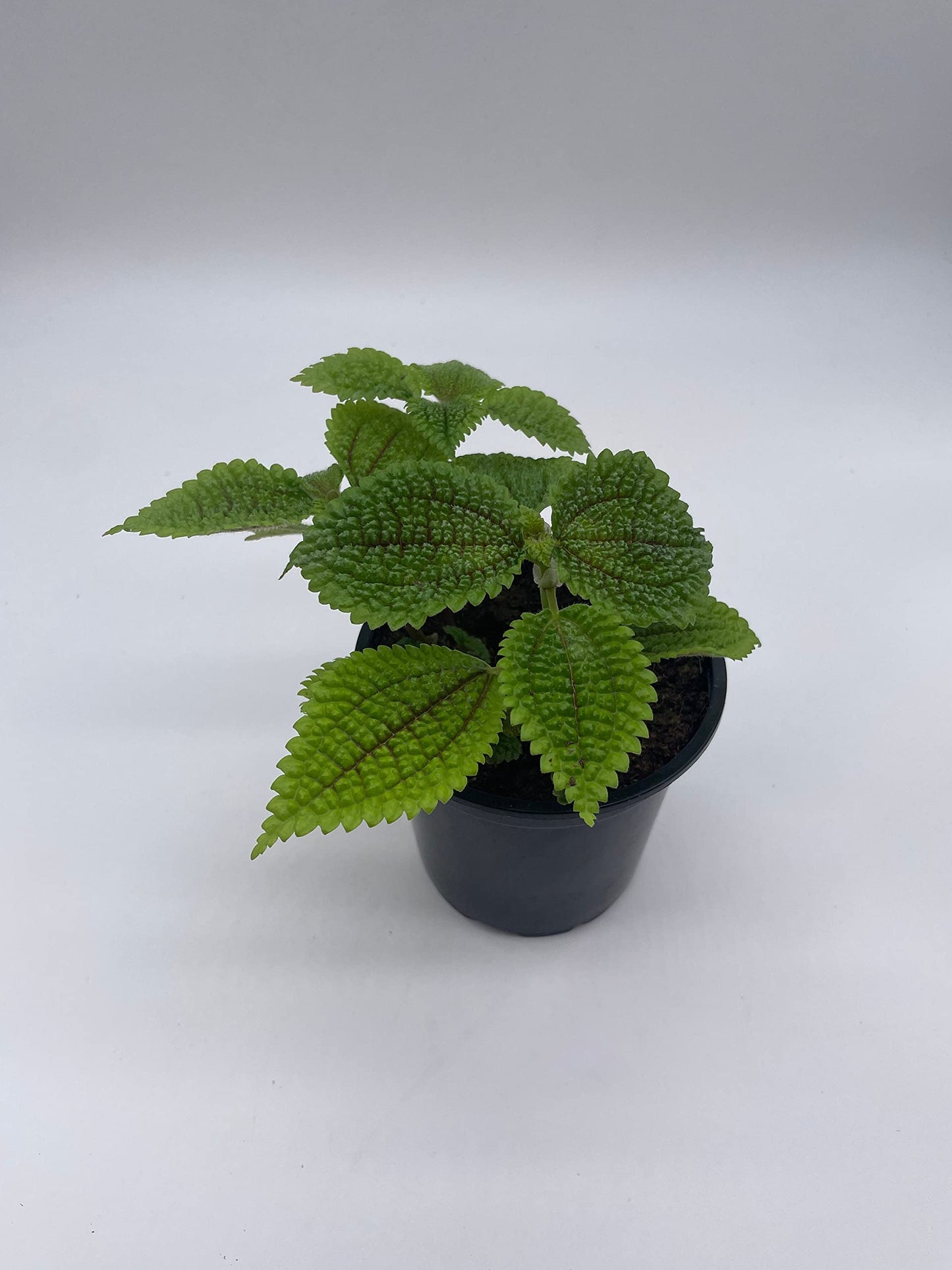 Moon Valley Pilea, 4 inch Pilea Mollis