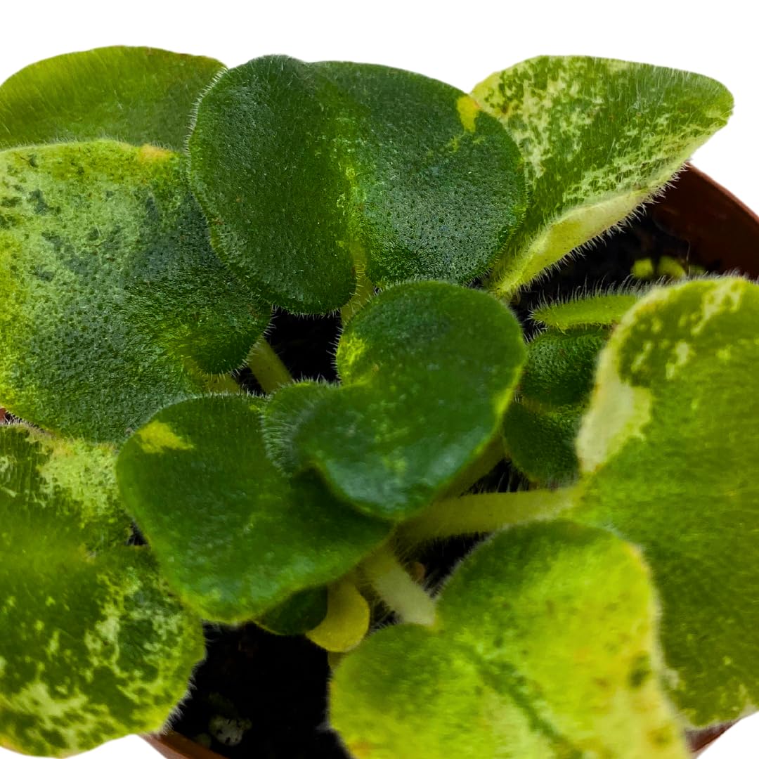 Harmony Foliage Mini African Violet LE Zoryane Syalve Variegated, 2 inch Purple Flower