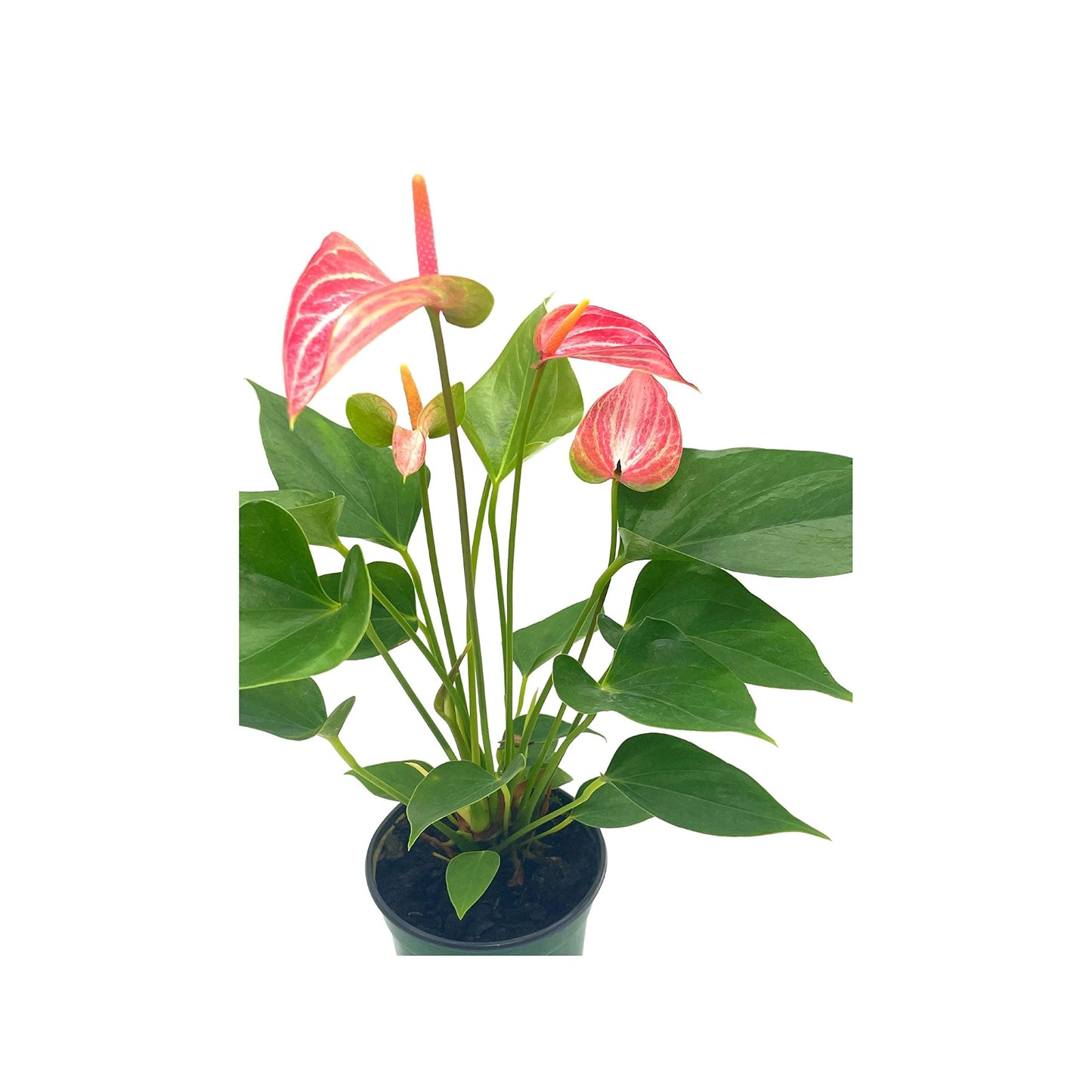 Anthurium Peppermint, 4 inch, Pink and White Sriped Variegated Flowers